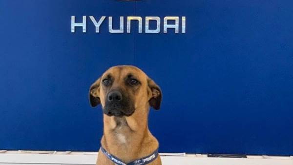الكلب الذي تم تعيينه بإحدى صالات عرض هيونداي بالبرازيل