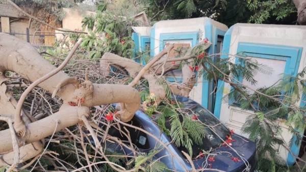 سقوط شجرة على سيارات بمصر