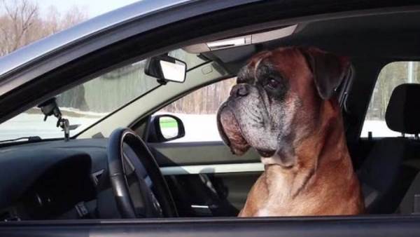 كلب يقود سيارة في شوارع أمريكا بسرعة جنونية