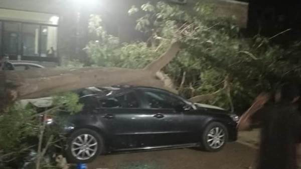 سقوط شجرة فوق سيارة