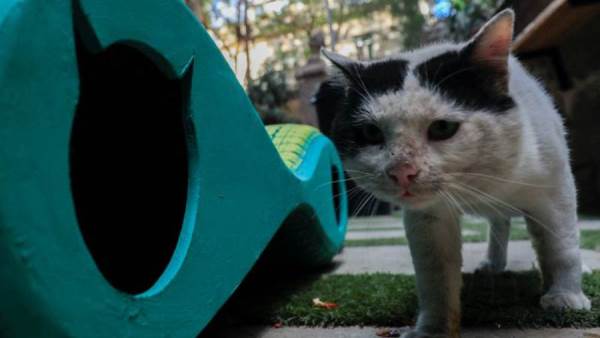 مصمم مصري يقدم ملاجيء للقطط من اطارات السيارات القديمة