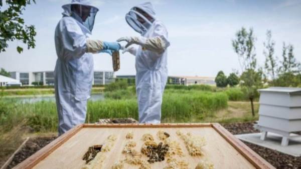 إنتاج رولزرويس من العسل يصل إلى مستوى قياسي