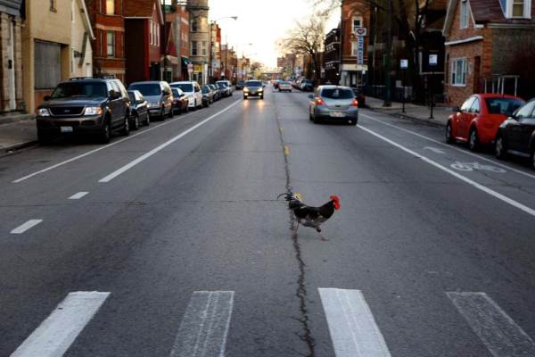 ChickenRoad1