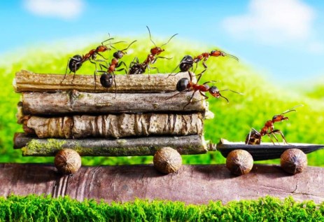 النمل والتنقل في السيارات