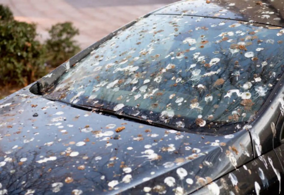 فضلات الطيور علي السيارات